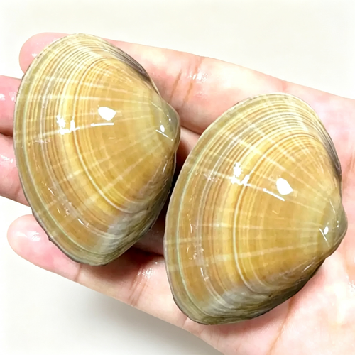 Dandong Large Yellow Clams
