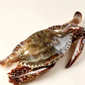 Fresh Swimming Crab