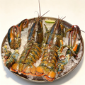 Frozen Boston Lobster
